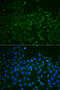 TNF Receptor Superfamily Member 11b antibody, 18-500, ProSci, Immunofluorescence image 