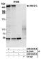 RING finger protein 213 antibody, A305-841A-M, Bethyl Labs, Immunoprecipitation image 
