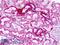 Neuropeptide Y Receptor Y1 antibody, LS-A1064, Lifespan Biosciences, Immunohistochemistry frozen image 