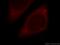 Myotrophin antibody, 13508-1-AP, Proteintech Group, Immunofluorescence image 