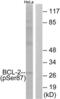 BCL2 antibody, LS-C198675, Lifespan Biosciences, Western Blot image 