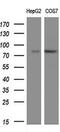 Protein Tyrosine Phosphatase Receptor Type E antibody, MA5-25066, Invitrogen Antibodies, Western Blot image 