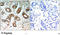 14-3-3 protein zeta/delta antibody, LS-C202980, Lifespan Biosciences, Immunohistochemistry frozen image 