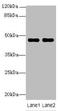 Zinc Finger Protein 821 antibody, A64036-100, Epigentek, Western Blot image 