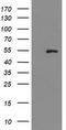 Protein arginine N-methyltransferase 2 antibody, TA503740, Origene, Western Blot image 