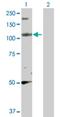 PPFIA Binding Protein 2 antibody, H00008495-D01P, Novus Biologicals, Western Blot image 