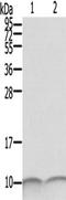 Calcyclin antibody, TA350382, Origene, Western Blot image 