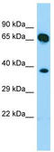 SHC-transforming protein 4 antibody, TA331357, Origene, Western Blot image 