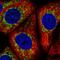 Mimitin, mitochondrial antibody, HPA048082, Atlas Antibodies, Immunofluorescence image 