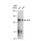 Eukaryotic translation initiation factor 3 subunit B antibody, GTX03237, GeneTex, Western Blot image 