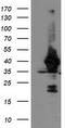 UNG1 antibody, TA503563S, Origene, Western Blot image 
