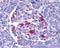 Endonuclease G, mitochondrial antibody, NBP1-76657, Novus Biologicals, Immunohistochemistry paraffin image 