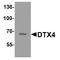 Deltex E3 Ubiquitin Ligase 4 antibody, TA349127, Origene, Western Blot image 