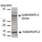 Gamma-aminobutyric acid receptor-associated protein-like 3 antibody, PA5-77792, Invitrogen Antibodies, Western Blot image 