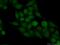 Neurofibromin 1 antibody, 27249-1-AP, Proteintech Group, Immunofluorescence image 