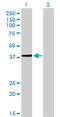 Nuclear Transcription Factor Y Subunit Gamma antibody, LS-C105004, Lifespan Biosciences, Western Blot image 
