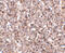 T-cell surface glycoprotein YE1/48 antibody, 4989, ProSci, Immunohistochemistry paraffin image 