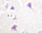Receptor tyrosine-protein kinase erbB-4 antibody, AP20335PU-N, Origene, Immunohistochemistry paraffin image 