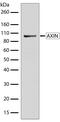 Axin 1 antibody, 710204, Invitrogen Antibodies, Western Blot image 