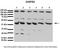 GA Binding Protein Transcription Factor Subunit Beta 1 antibody, TA330137, Origene, Western Blot image 