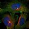 Breast cancer anti-estrogen resistance protein 3 antibody, HPA014858, Atlas Antibodies, Immunocytochemistry image 