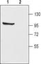 Potassium voltage-gated channel subfamily C member 1 antibody, TA328932, Origene, Western Blot image 