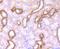 Jagged Canonical Notch Ligand 1 antibody, NBP2-66912, Novus Biologicals, Immunohistochemistry paraffin image 