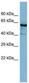 Angiopoietin-4 antibody, TA345083, Origene, Western Blot image 