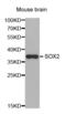 Quiescin Sulfhydryl Oxidase 1 antibody, abx004734, Abbexa, Western Blot image 