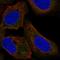 FOXE1 antibody, HPA070762, Atlas Antibodies, Immunocytochemistry image 