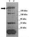 Multiple PDZ Domain Crumbs Cell Polarity Complex Component antibody, GTX46953, GeneTex, Western Blot image 