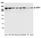 p53BP1 antibody, A700-011, Bethyl Labs, Western Blot image 