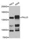 Palladin, Cytoskeletal Associated Protein antibody, abx126318, Abbexa, Western Blot image 