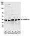Heterogeneous Nuclear Ribonucleoprotein A0 antibody, A303-941A, Bethyl Labs, Western Blot image 