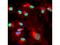 BMI1 Proto-Oncogene, Polycomb Ring Finger antibody, NB600-487, Novus Biologicals, Immunofluorescence image 
