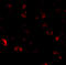 Calcium-dependent secretion activator 1 antibody, 4561, ProSci, Immunofluorescence image 