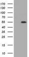 Thromboxane A Synthase 1 antibody, TA501380, Origene, Western Blot image 