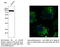 Calnexin antibody, AB0041-500, SICGEN, Immunofluorescence image 