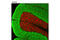 Solute Carrier Family 1 Member 3 antibody, 5684P, Cell Signaling Technology, Immunofluorescence image 