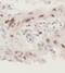 CCR4-NOT Transcription Complex Subunit 4 antibody, FNab01809, FineTest, Immunohistochemistry frozen image 