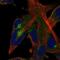Cystatin H antibody, NBP1-82739, Novus Biologicals, Immunocytochemistry image 