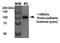 Protocadherin Gamma Subfamily A, 1 antibody, NBP2-42207, Novus Biologicals, Western Blot image 