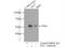 c-Myc antibody, 10828-1-AP, Proteintech Group, Immunoprecipitation image 