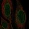 Nurim antibody, NBP2-56443, Novus Biologicals, Immunofluorescence image 