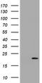 Growth arrest and DNA damage-inducible protein GADD45 gamma antibody, TA505493, Origene, Western Blot image 