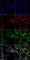 Dityrosine antibody, NBP2-59361, Novus Biologicals, Immunofluorescence image 