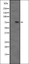 COP9 Signalosome Subunit 7B antibody, orb337229, Biorbyt, Western Blot image 