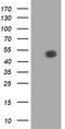 BECN1 antibody, CF502517, Origene, Western Blot image 