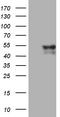 Glial Cells Missing Transcription Factor 1 antibody, TA810583S, Origene, Western Blot image 