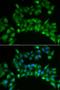 Cytochrome b-c1 complex subunit 9 antibody, orb373255, Biorbyt, Immunocytochemistry image 